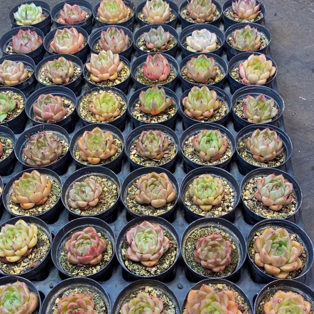 875多肉植物保护研究所所长