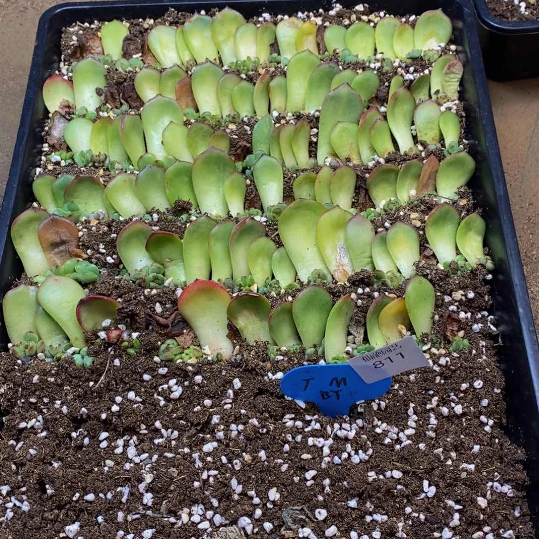 811 仙葩园艺精品多肉植物