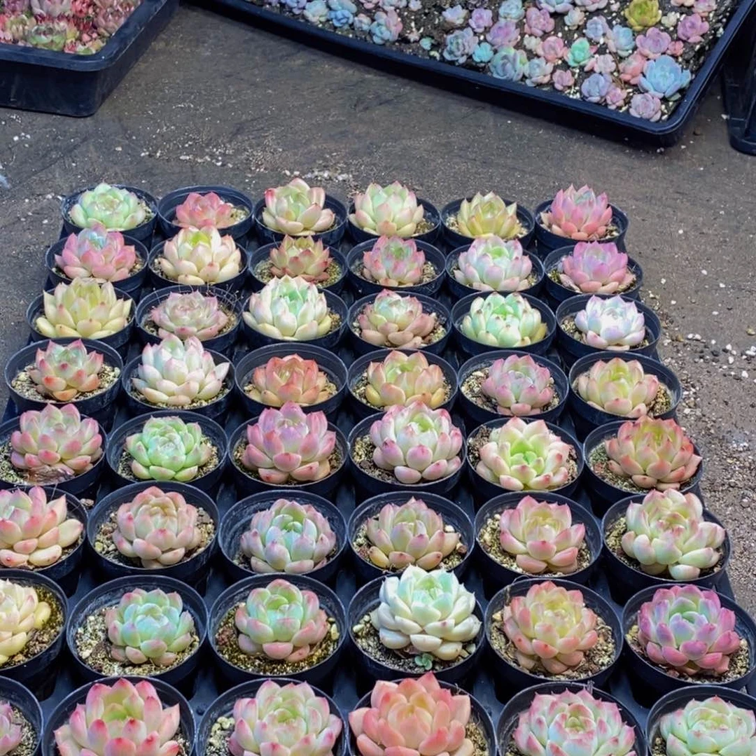 623多肉植物保护研究所所长