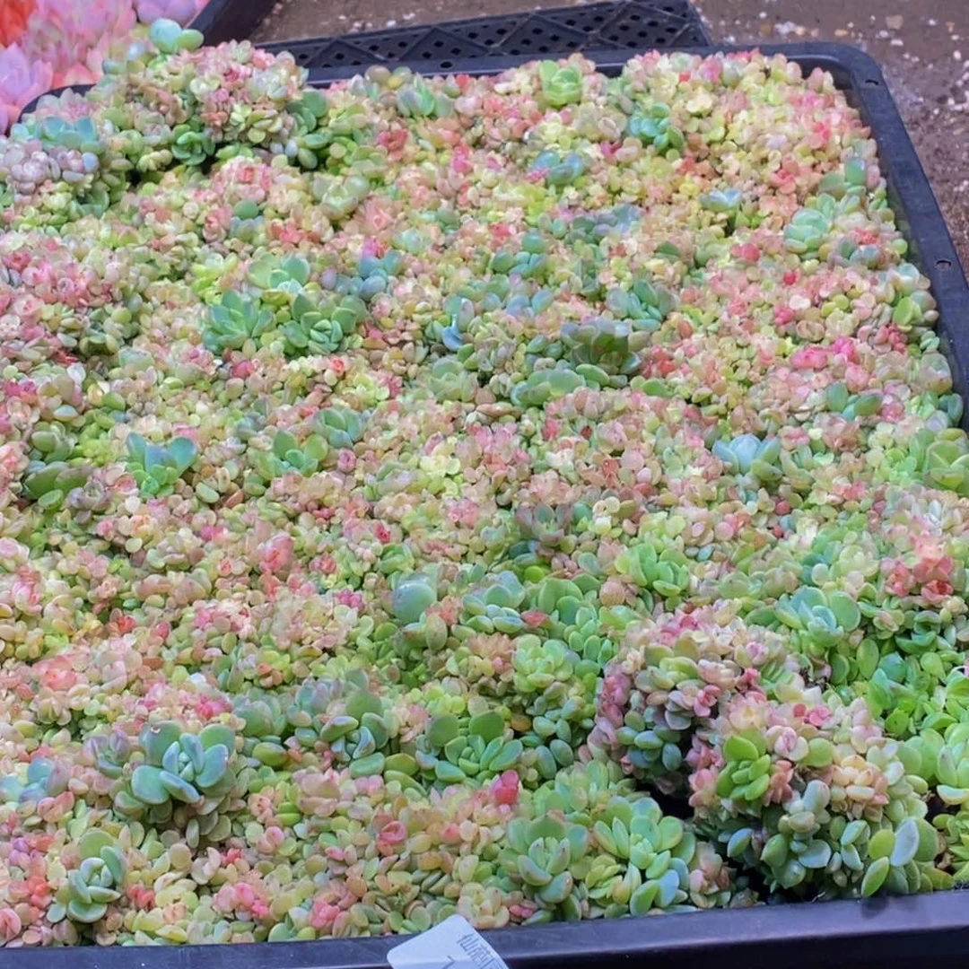 你****孩197多肉植物保护研究所