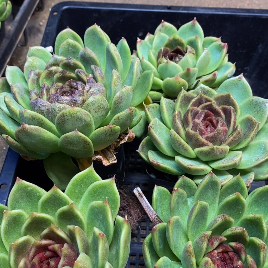 仙葩园艺精品系列多肉263