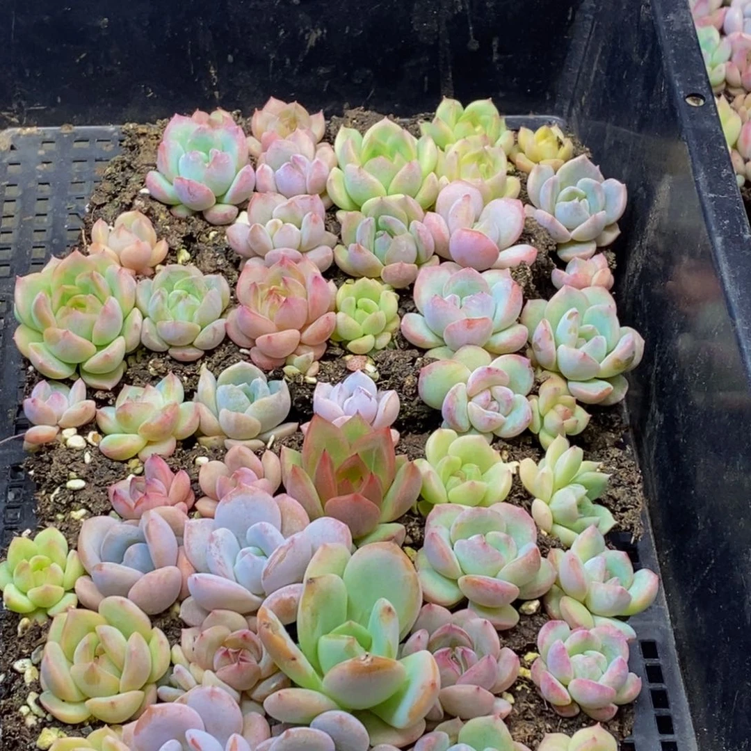 617多肉植物保护研究所所长