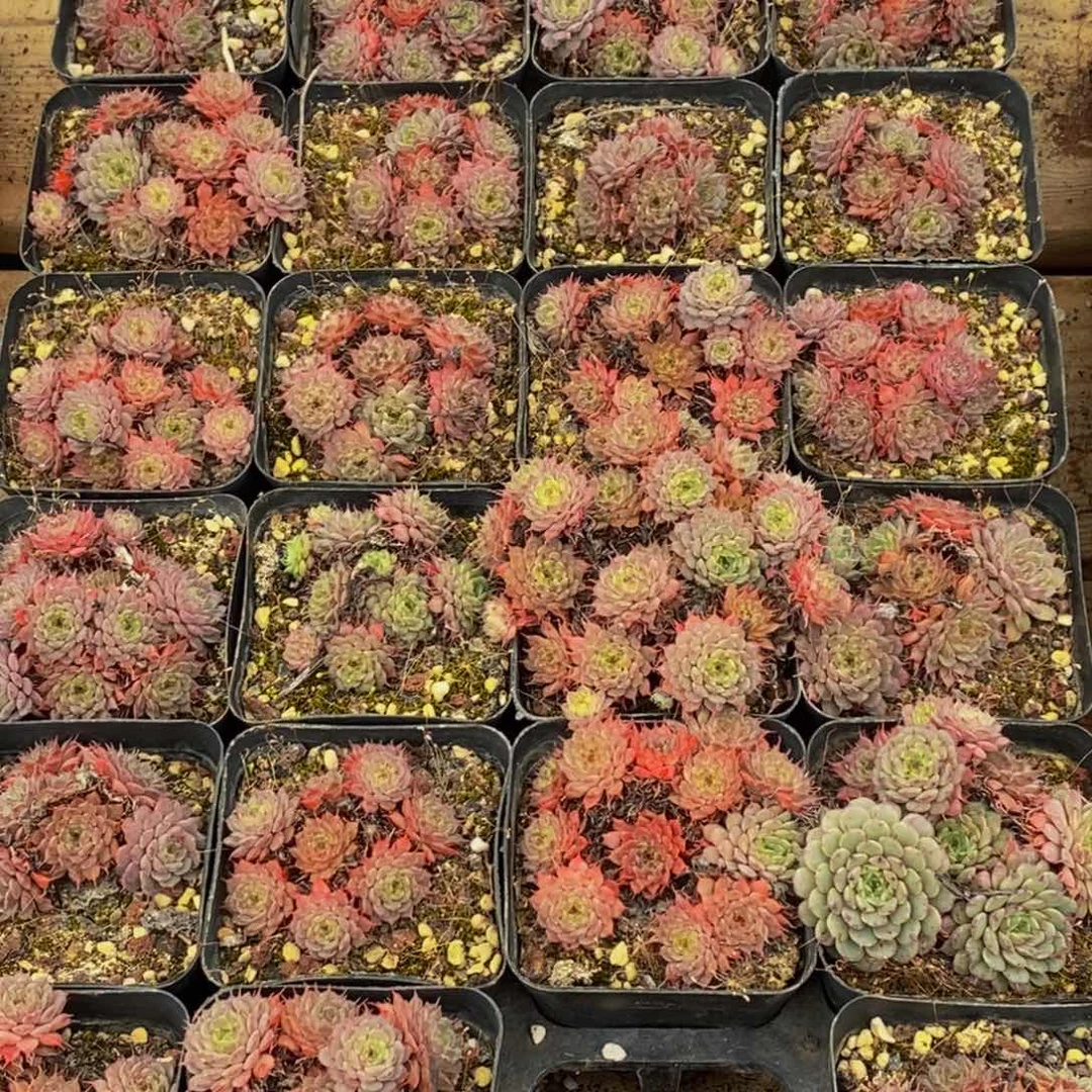 128多肉植物保护研究所所长