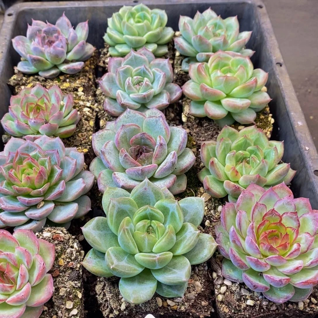 紫**生550多肉植物保护研究所所长