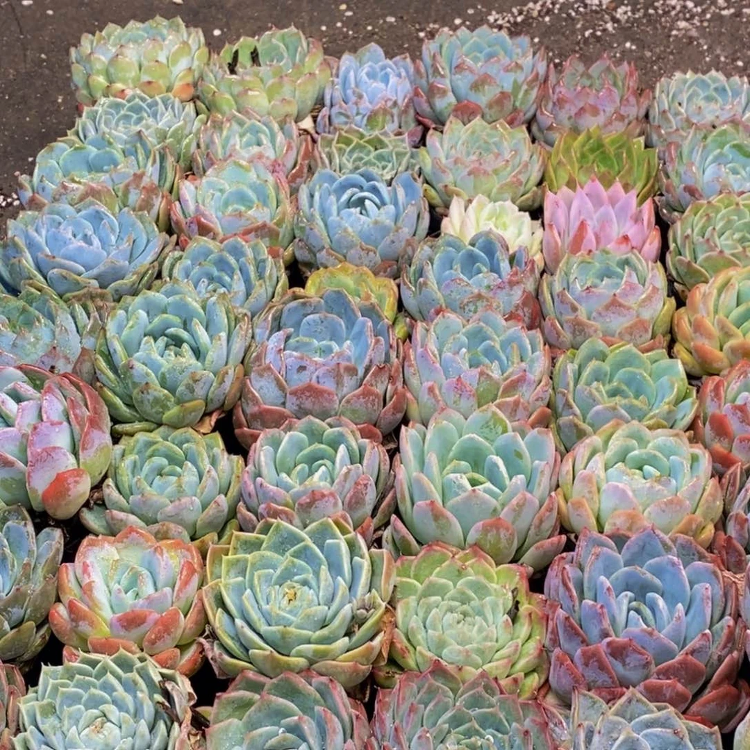 222多肉植物保护研究所所长的