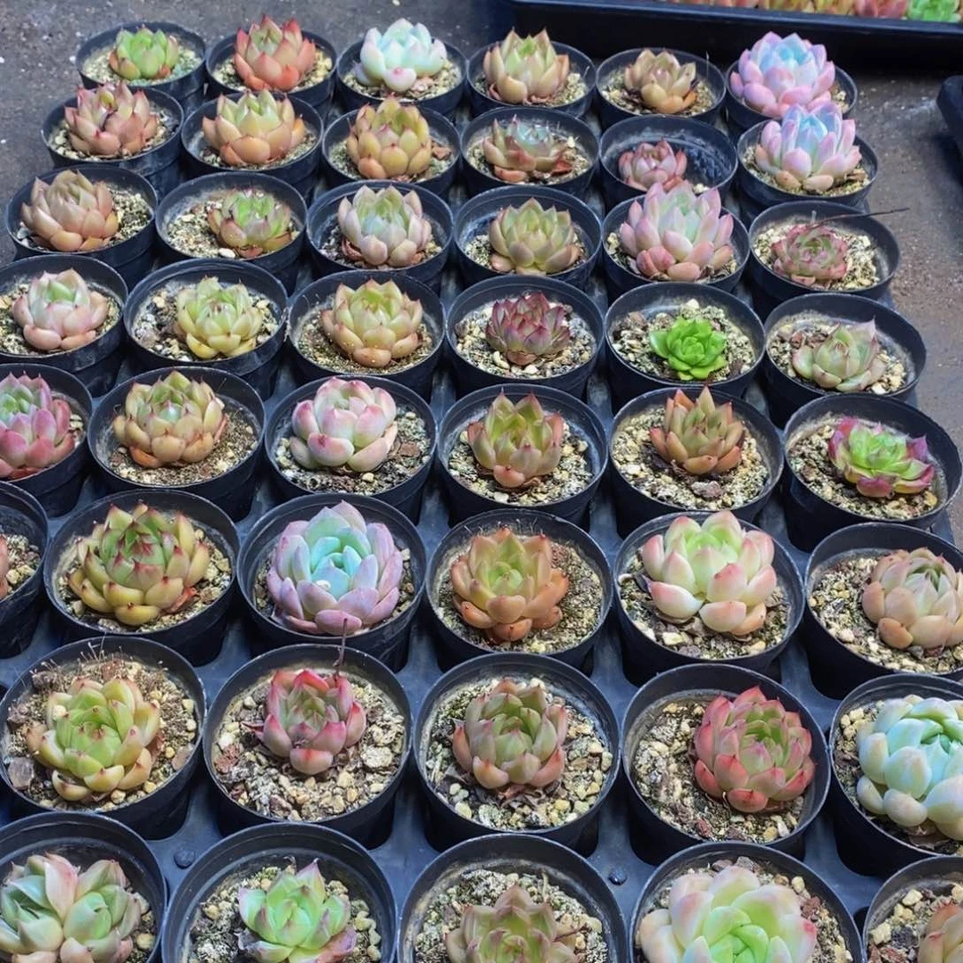 44多肉植物保护研究所所长的