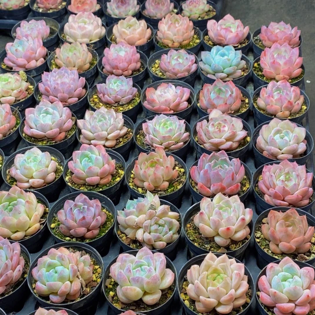 我***呀689多肉植物保护研究所所长助理