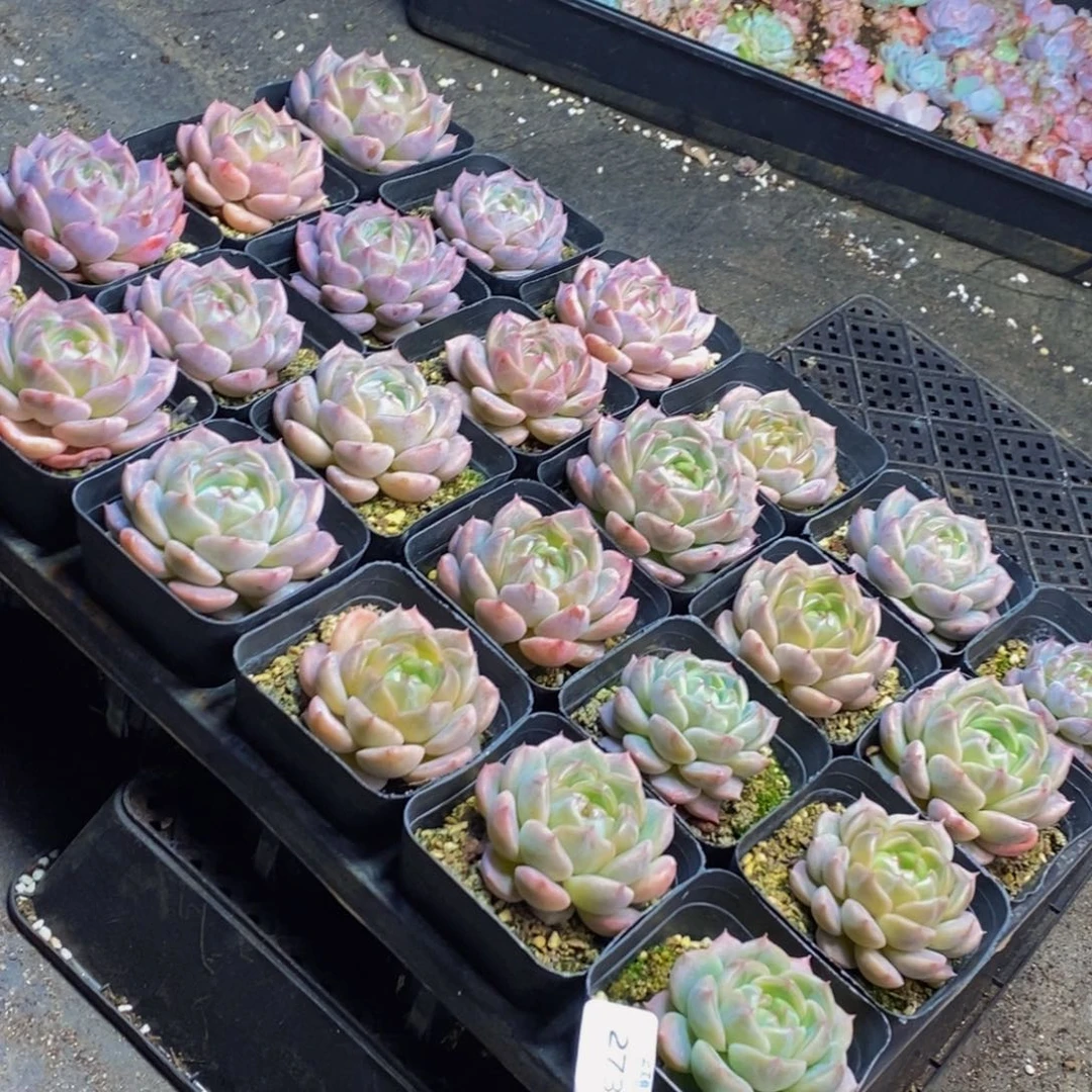 273的人在一起的时候就会觉得量拍4颗