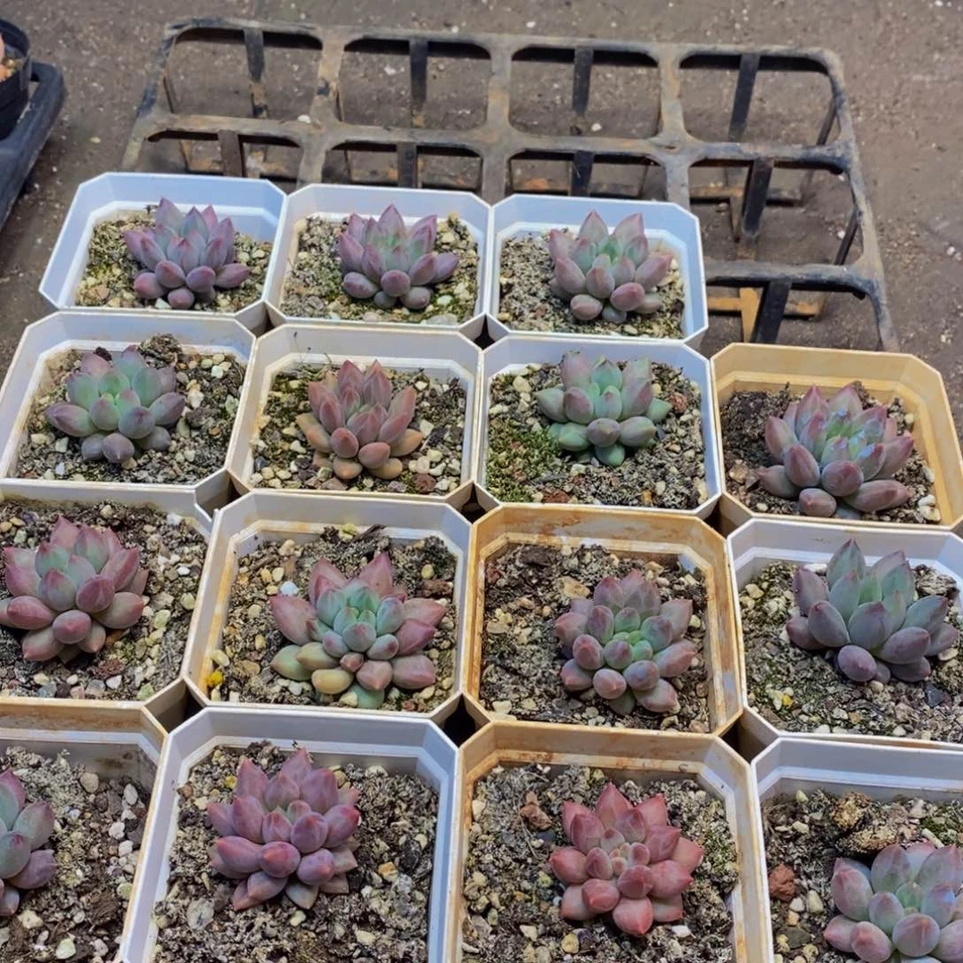 149多肉植物保护研究所所长助理研究员