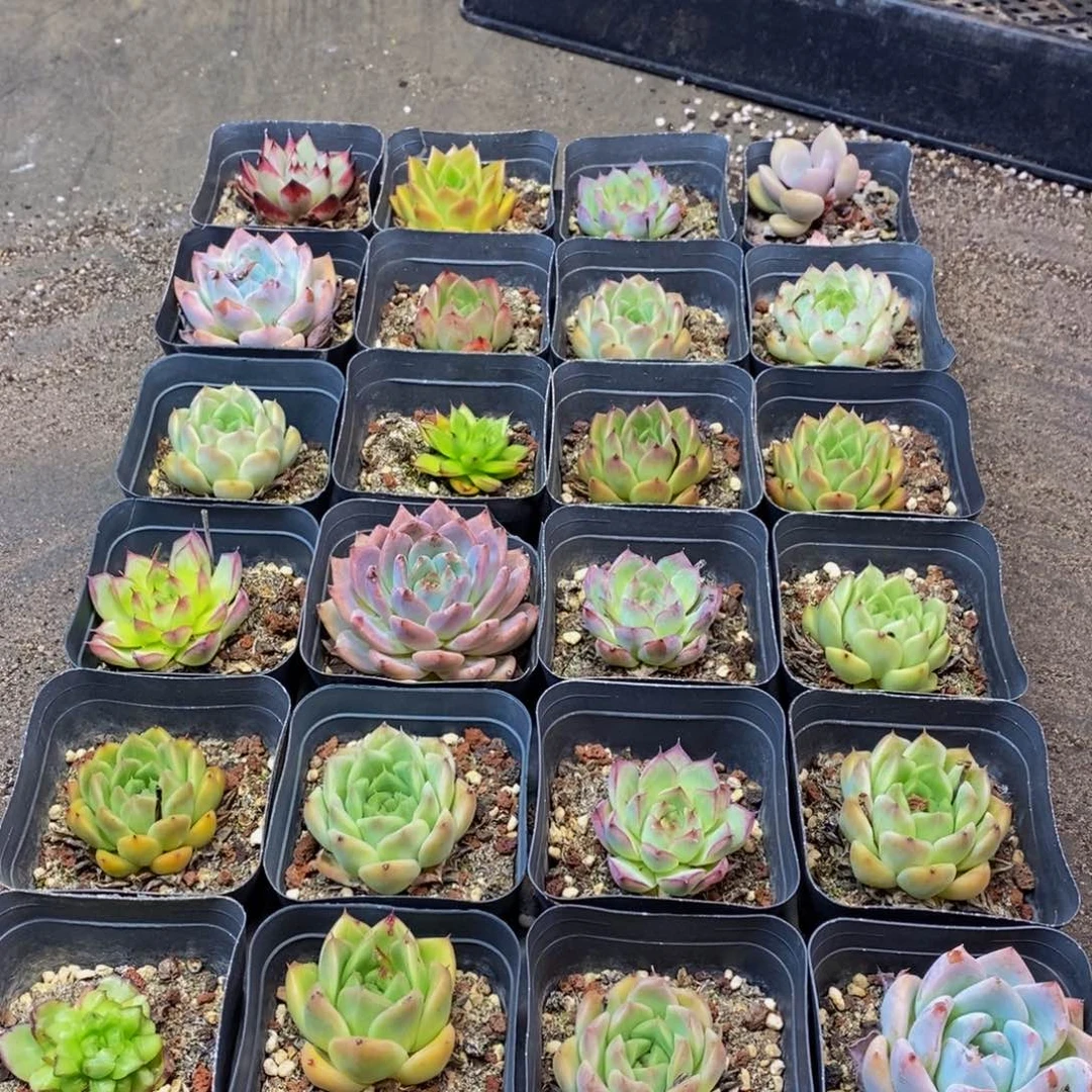 571多肉植物保护研究所所长