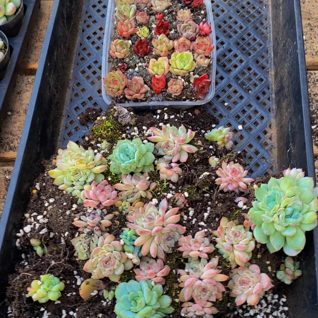 772多肉植物保护研究所所长