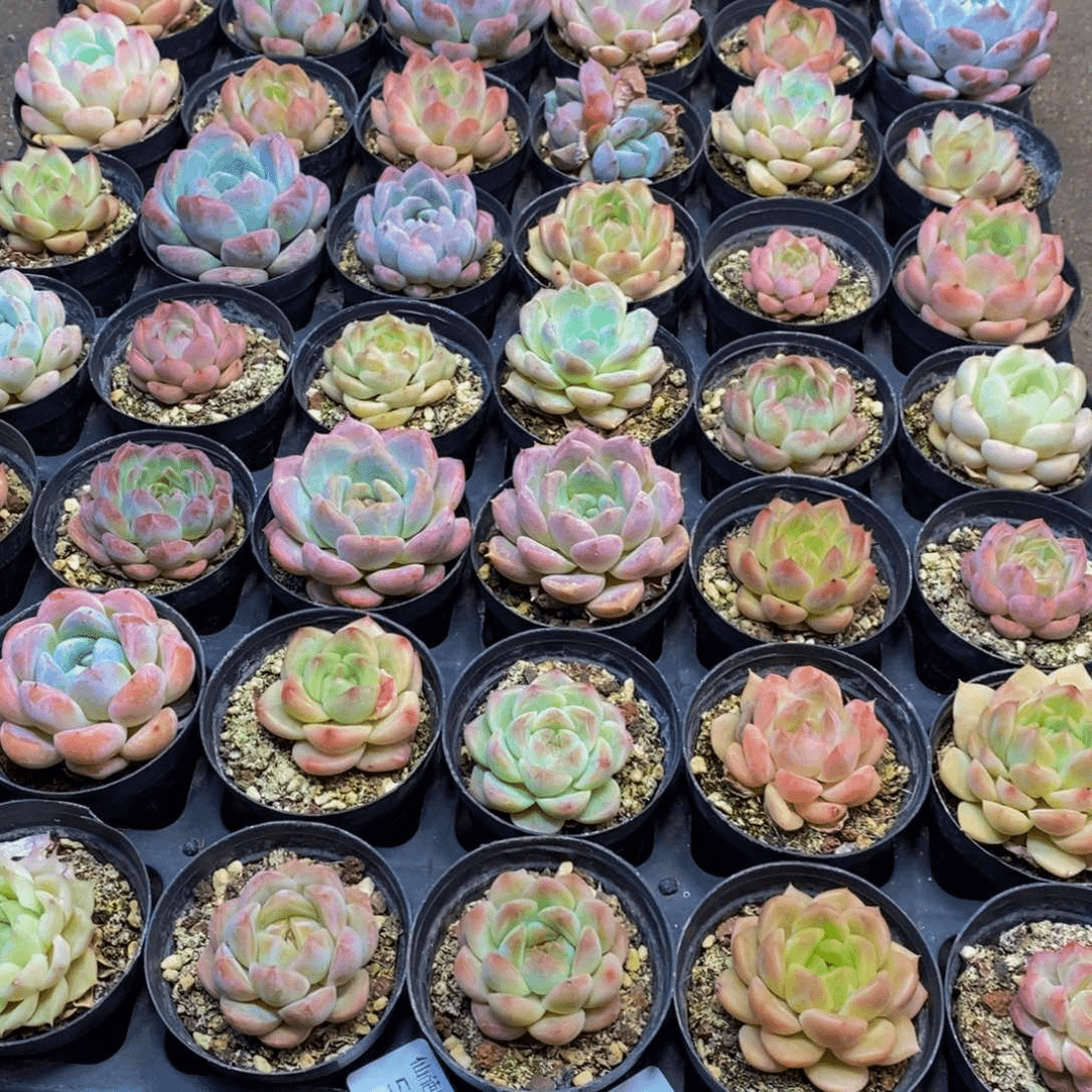 548多肉植物保护研究所所长的