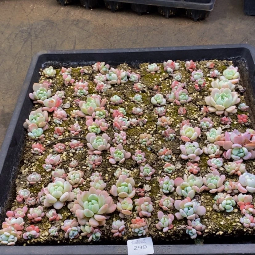 【闪购商品】299.....