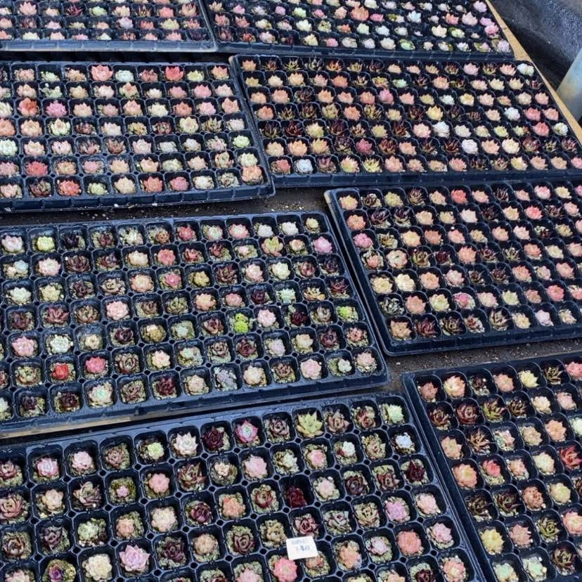 【闪购商品】148多肉