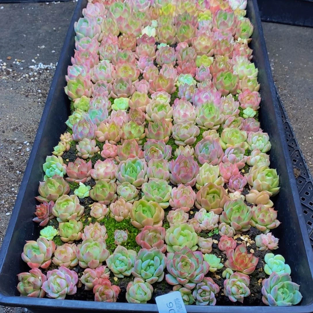 暁*908多肉植物保护研究所所长