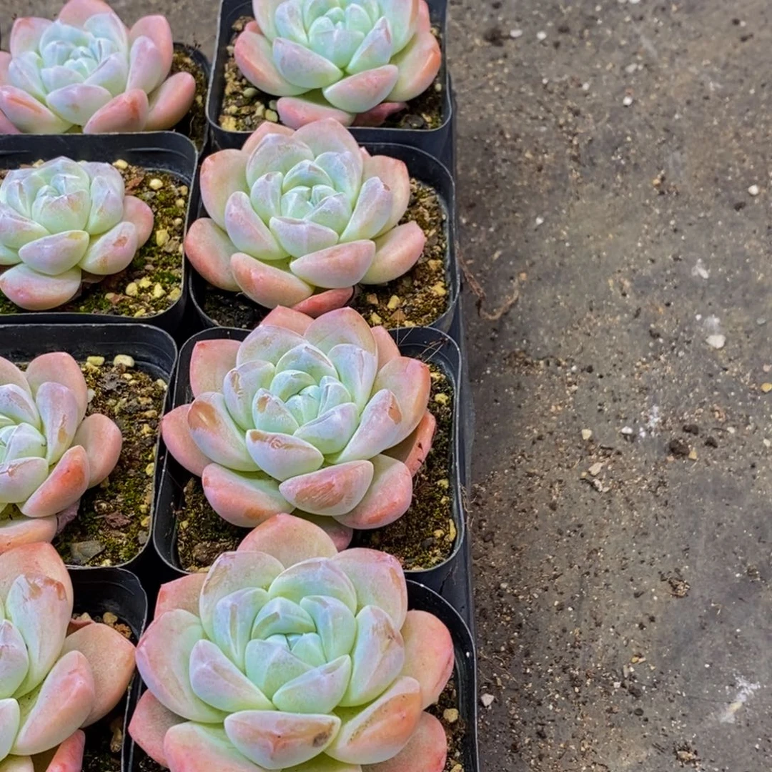 516多肉植物保护研究所所长