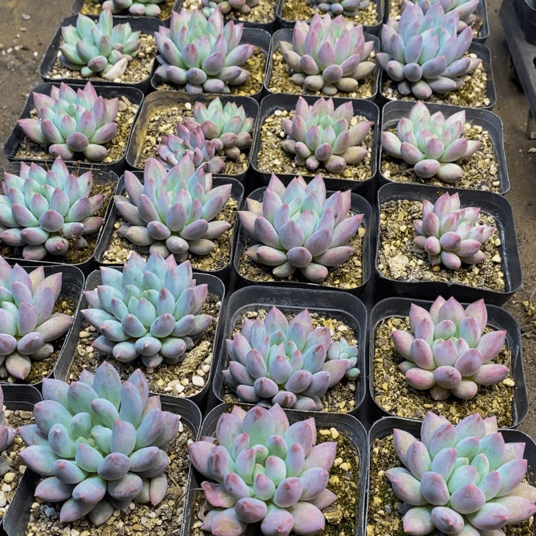 012多肉植物保护研究所所长