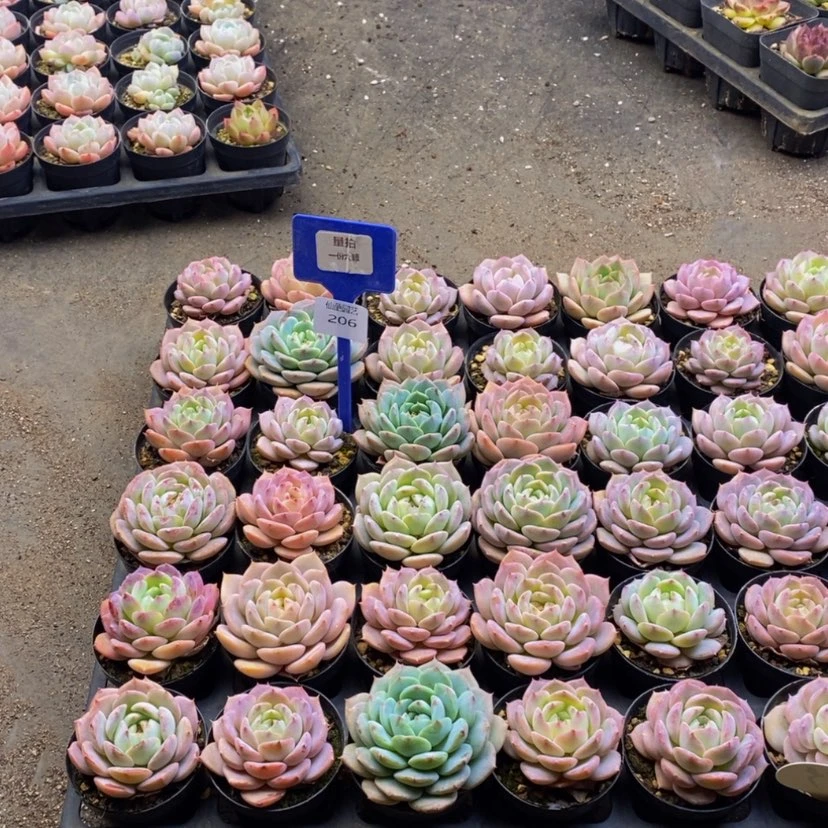 【闪购商品】206....