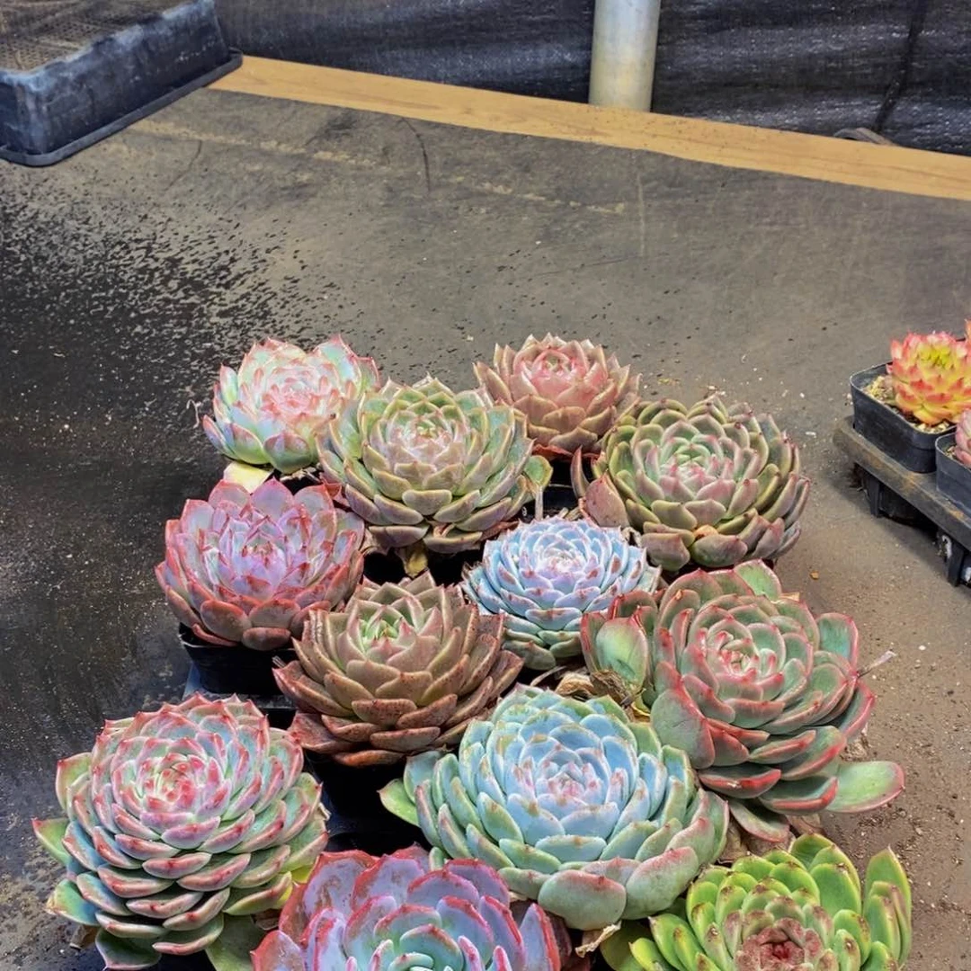 328多肉植物保护研究所所长