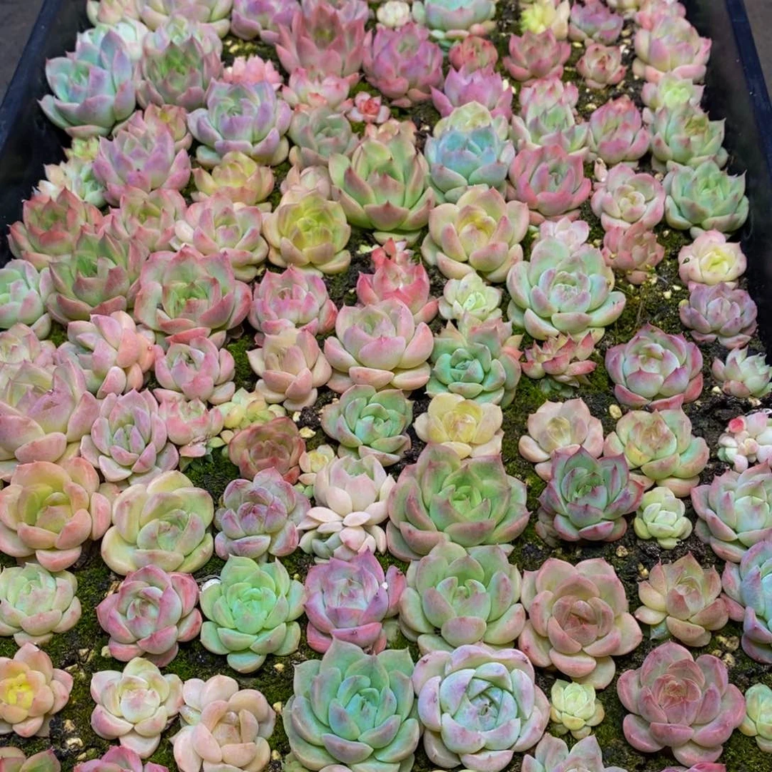 716 仙葩园艺精品多肉