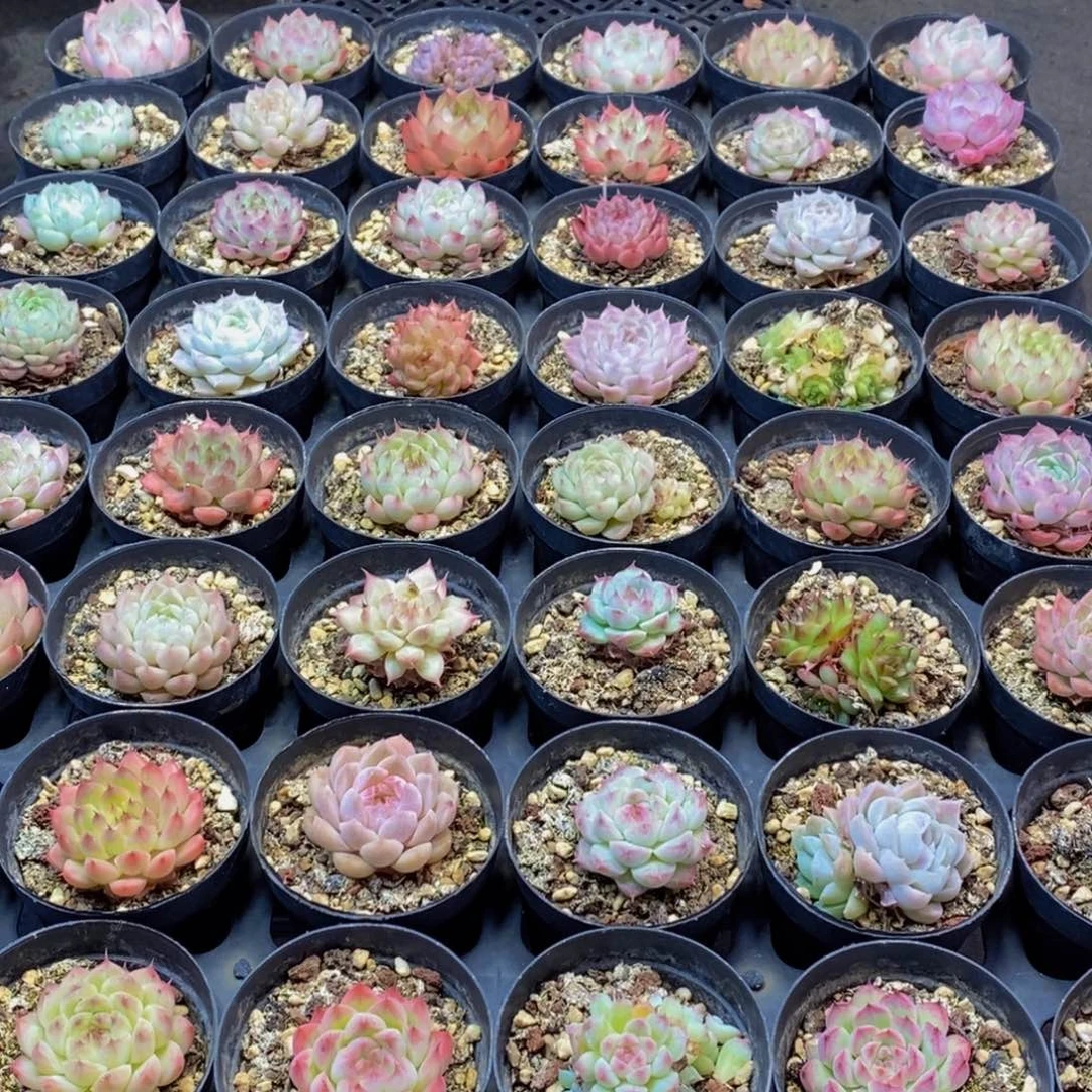 768多肉植物保护研究所所长