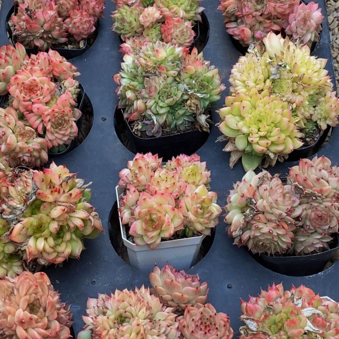 ?****开510多肉植物保护研究所所长