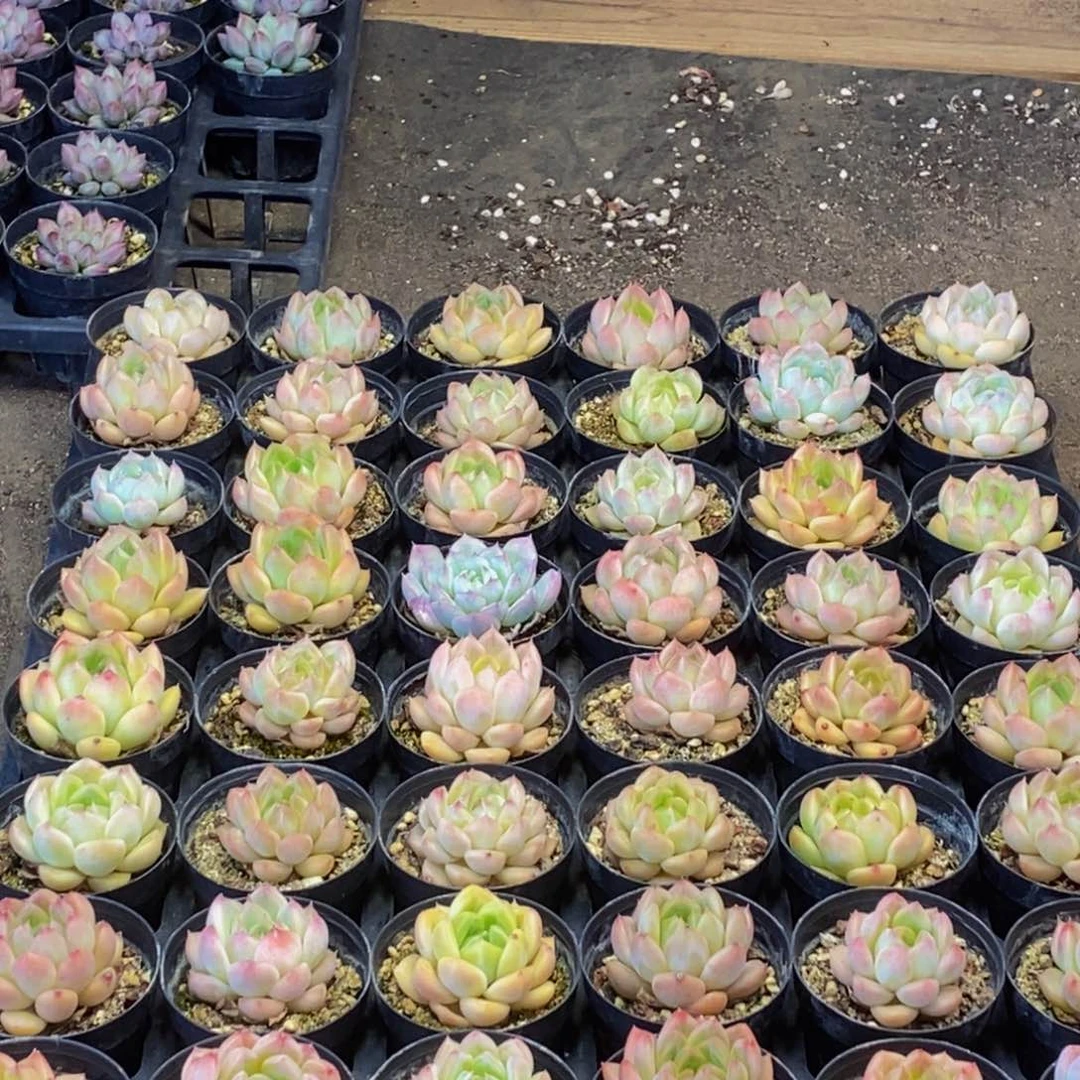 319多肉植物保护研究所所长助理