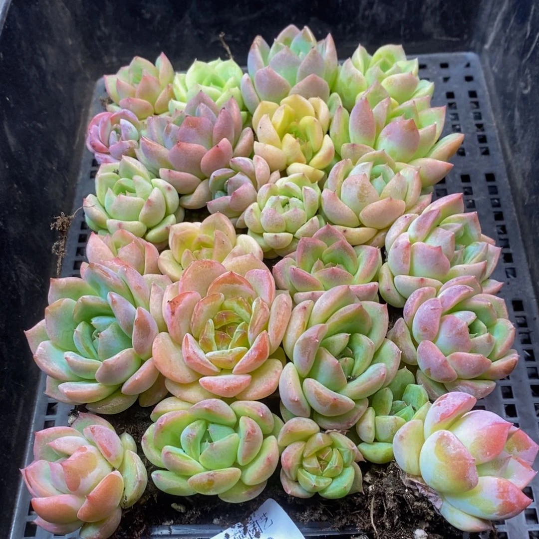 408多肉植物保护研究所所长