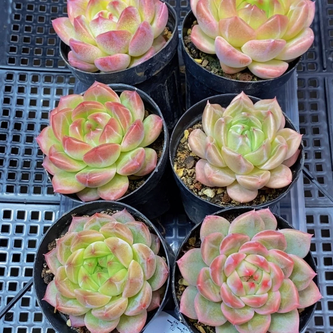 389多肉植物保护研究所