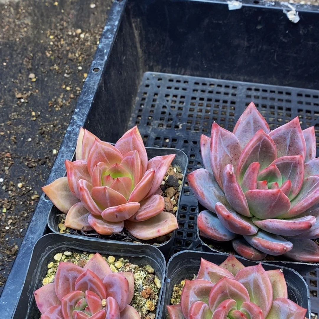 587多肉植物保护研究所所长