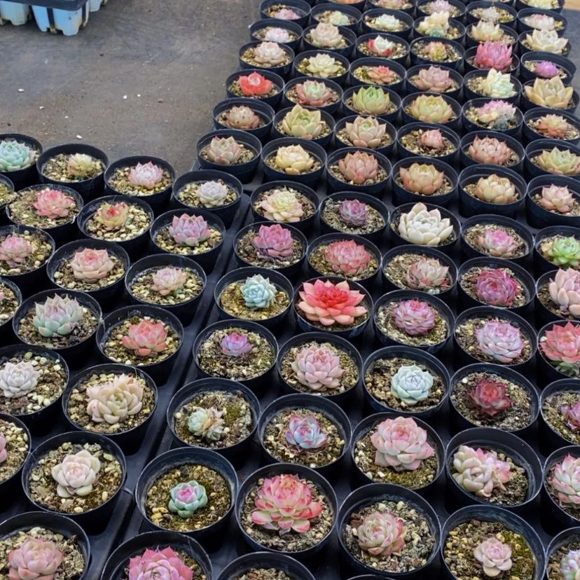 【闪购商品】349多肉