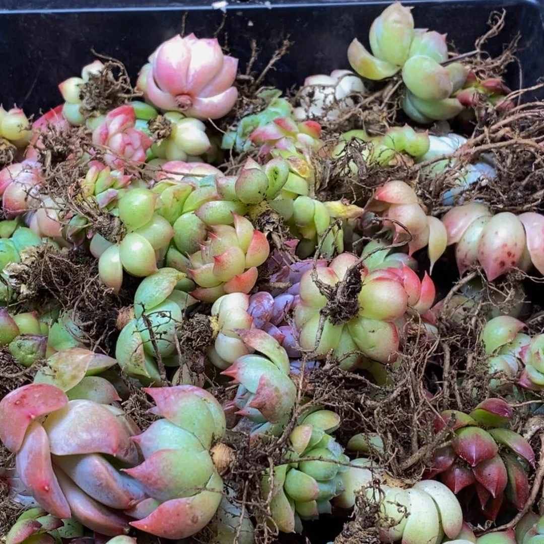 123多肉植物保护研究所