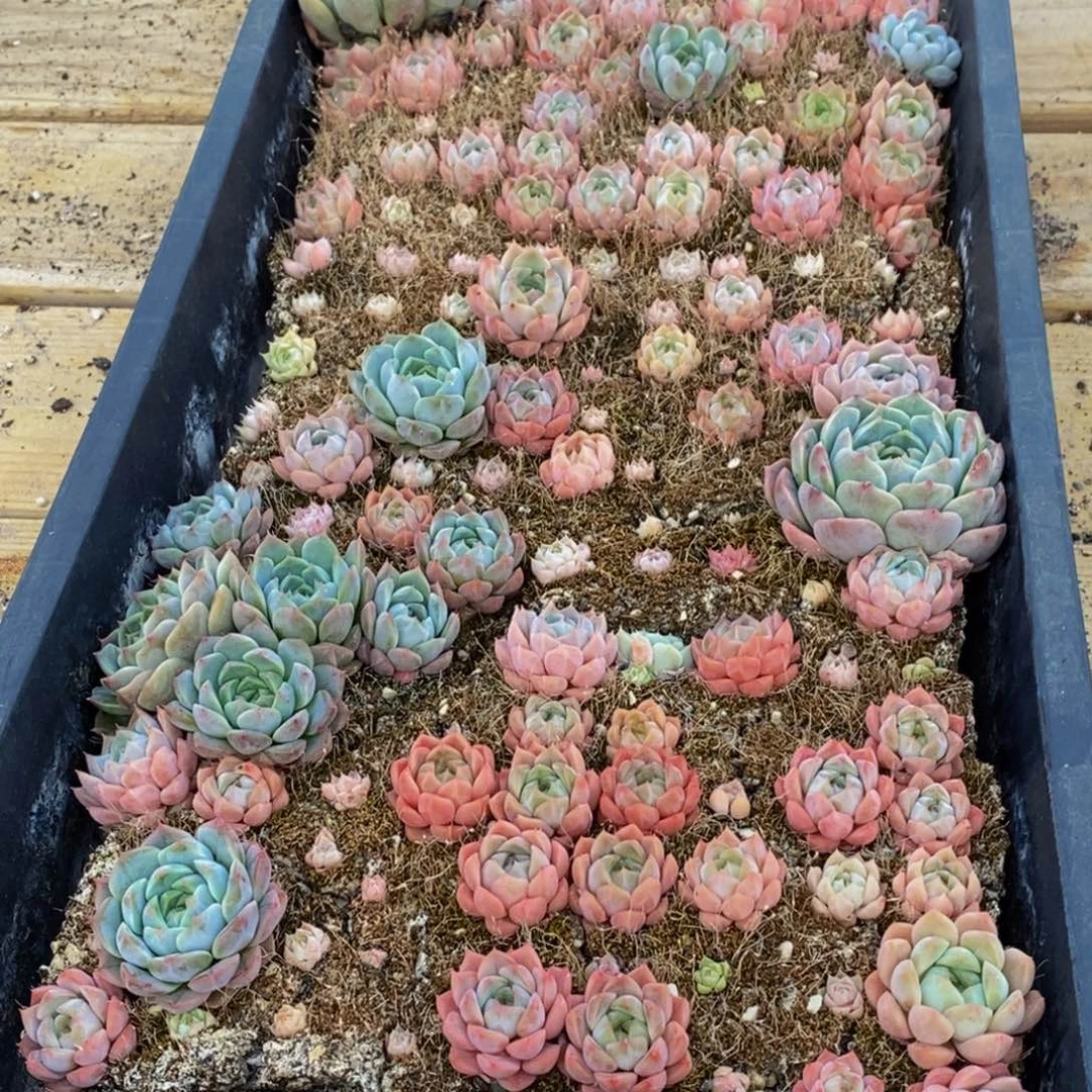 578多肉植物保护研究所所长