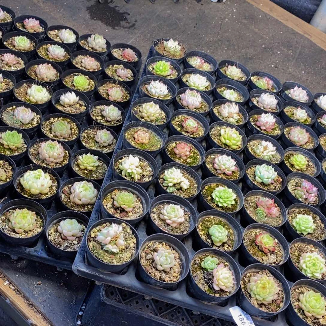 紫**生186多肉植物保护研究所所长的