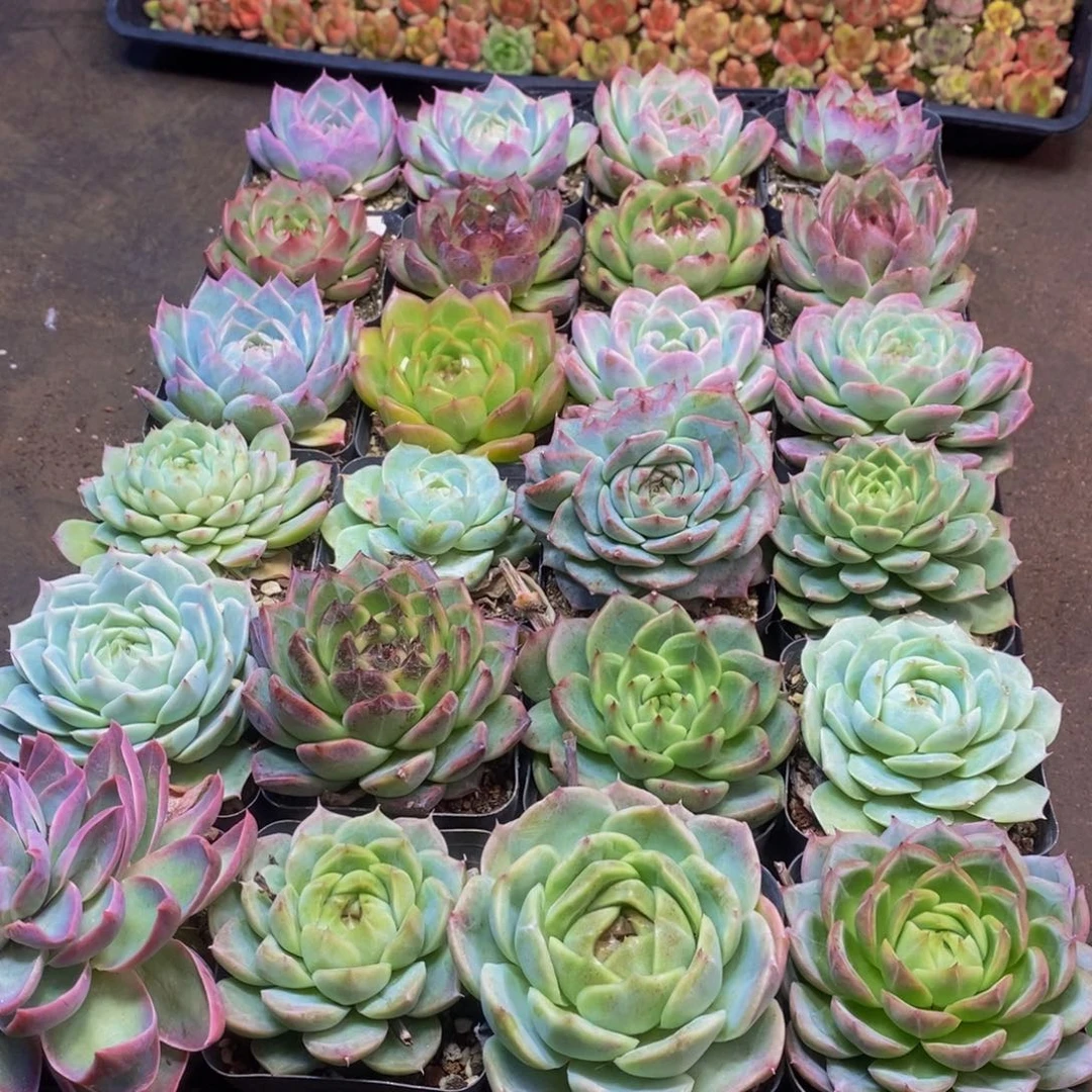 259多肉植物保护研究所所长的
