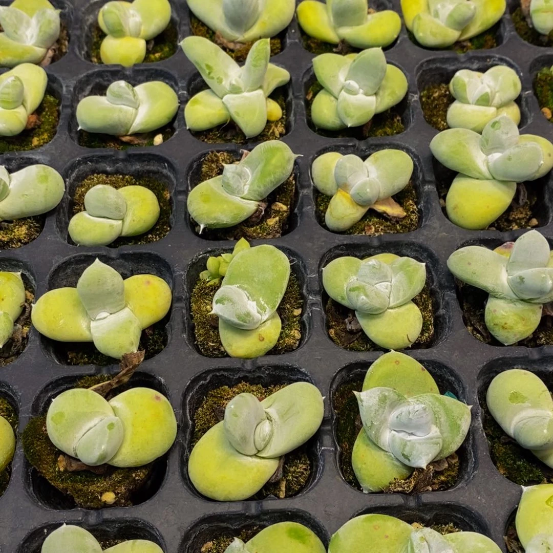 788 仙葩园艺精品多肉