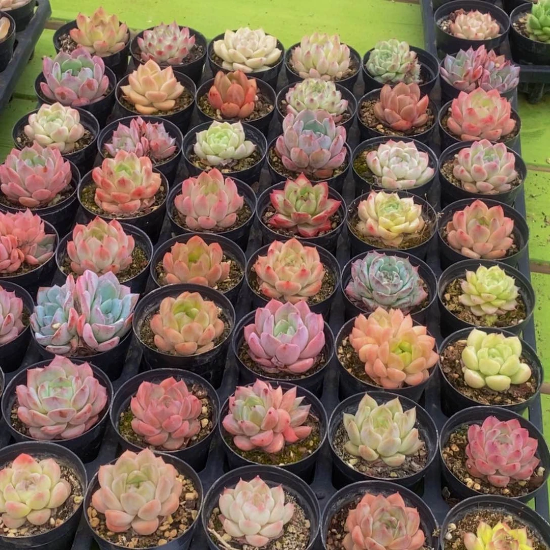 748多肉植物保护研究所