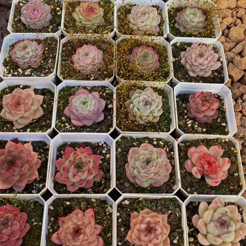 【闪购商品】238多肉