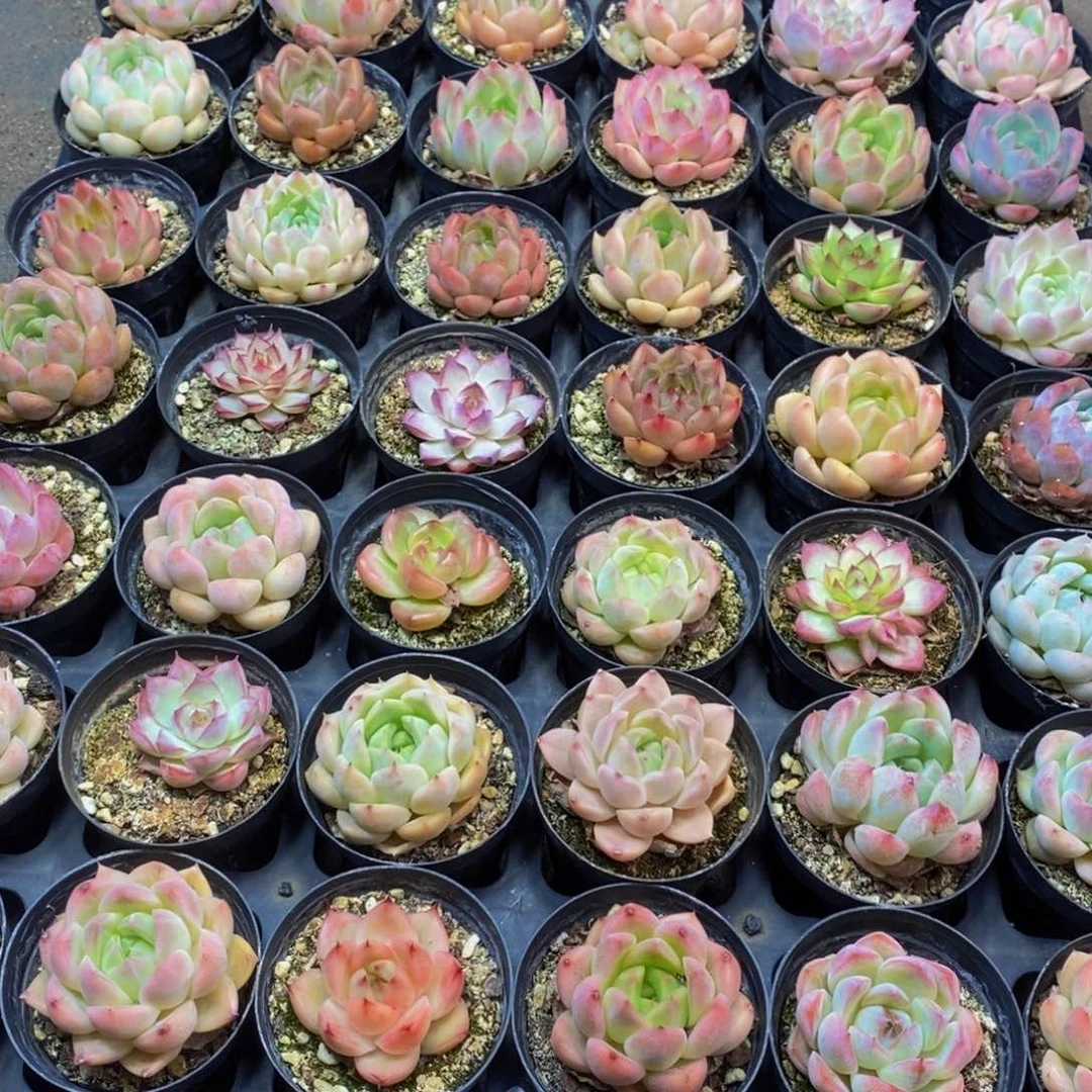 594多肉植物保护研究所所长的