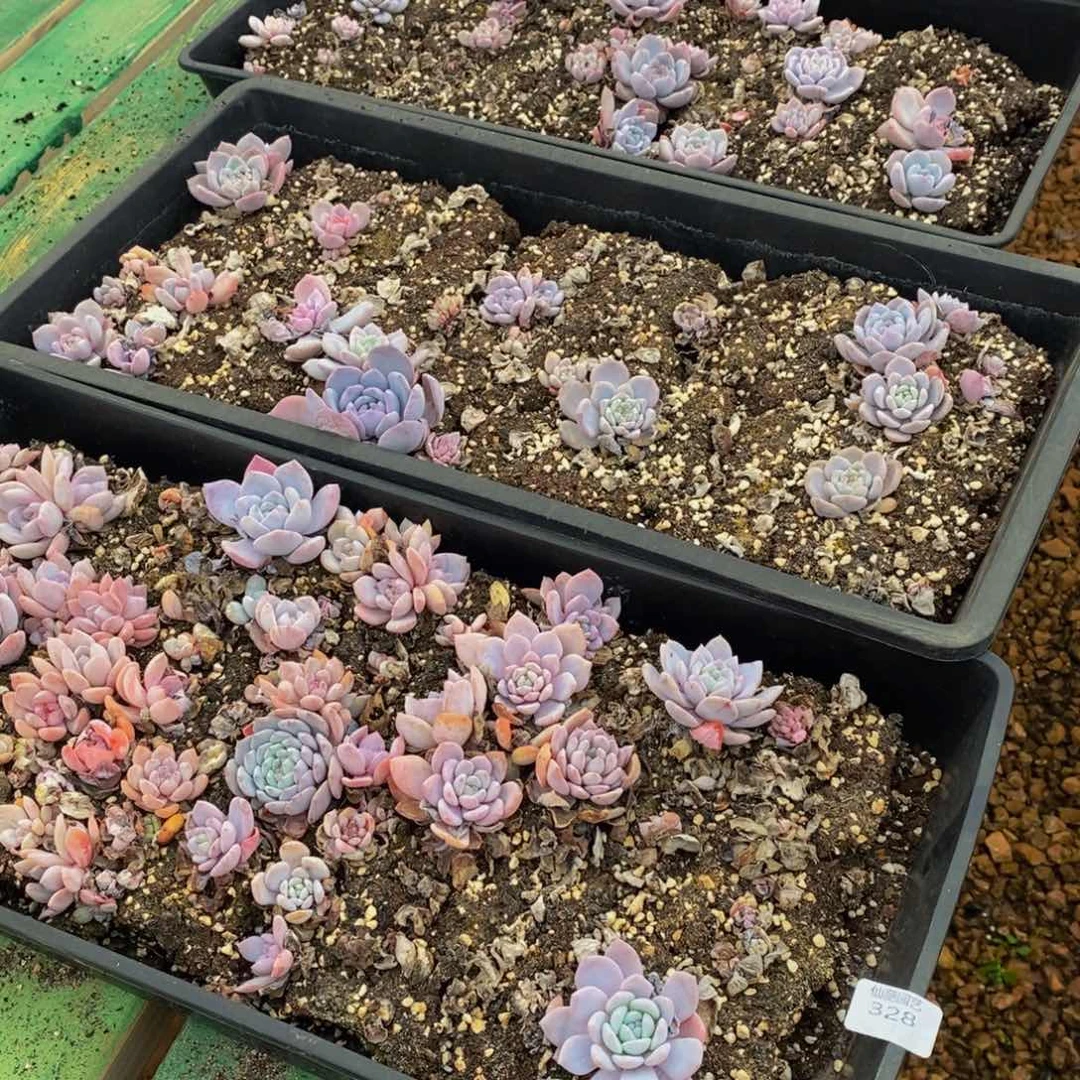 328多肉植物保护研究所所长