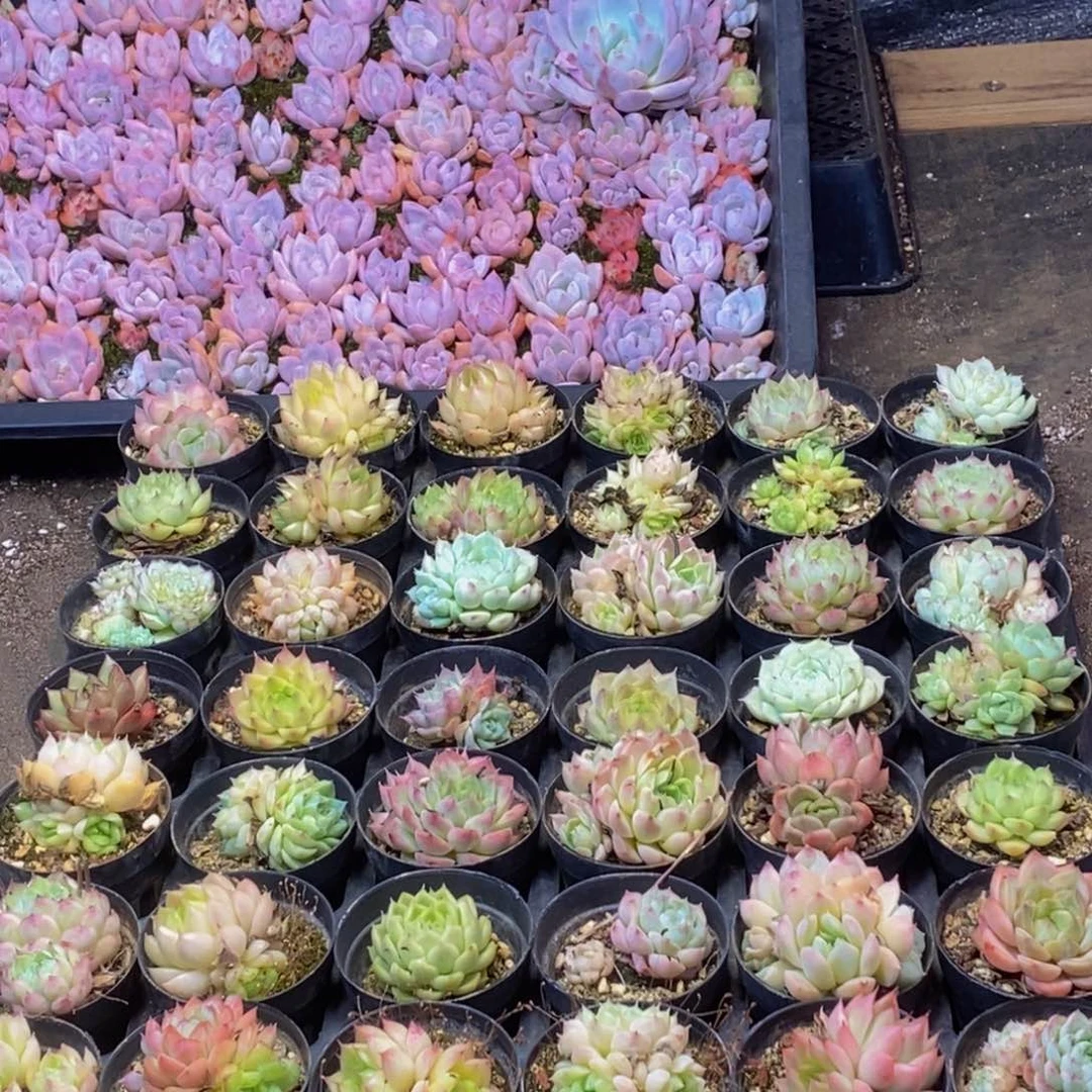 421多肉植物保护研究所所长