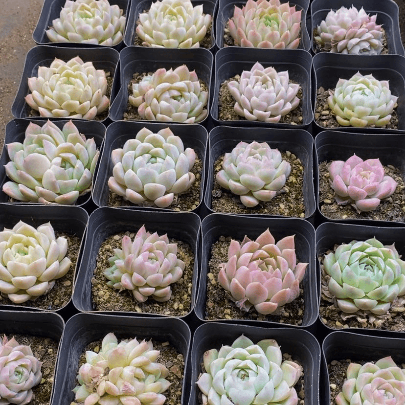 【闪购商品】085多肉
