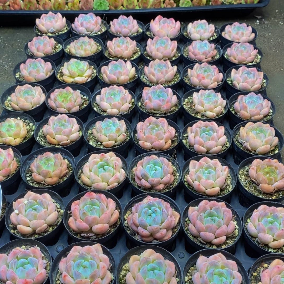 03多肉植物保护研究所所长助理