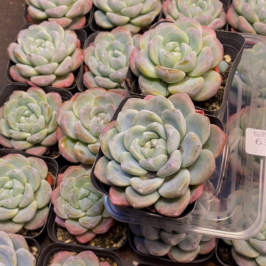 639 仙葩园艺精品多肉