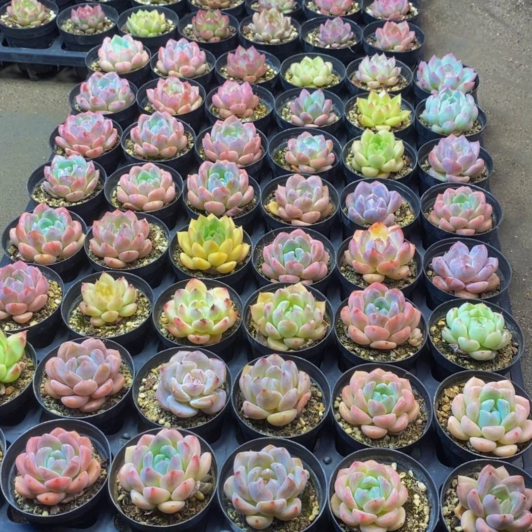 596多肉植物保护研究所所长的