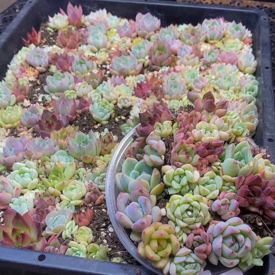 417多肉植物保护研究所所长量拍一盒