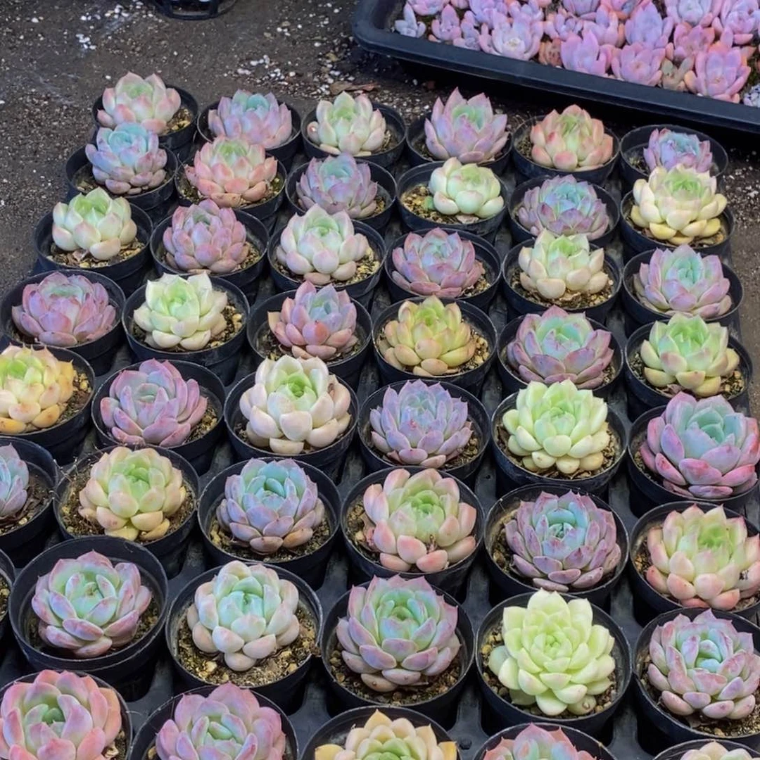 444多肉植物保护研究所所长