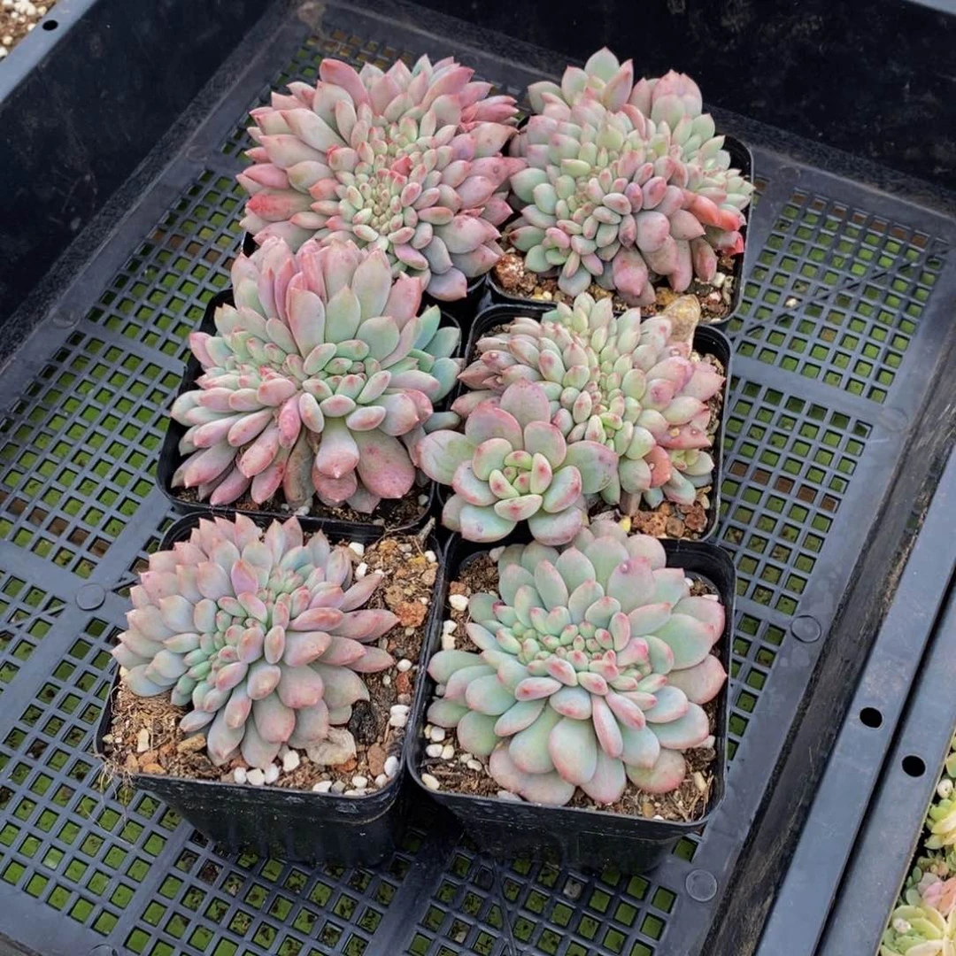 昌****园232多肉植物保护研究所所长
