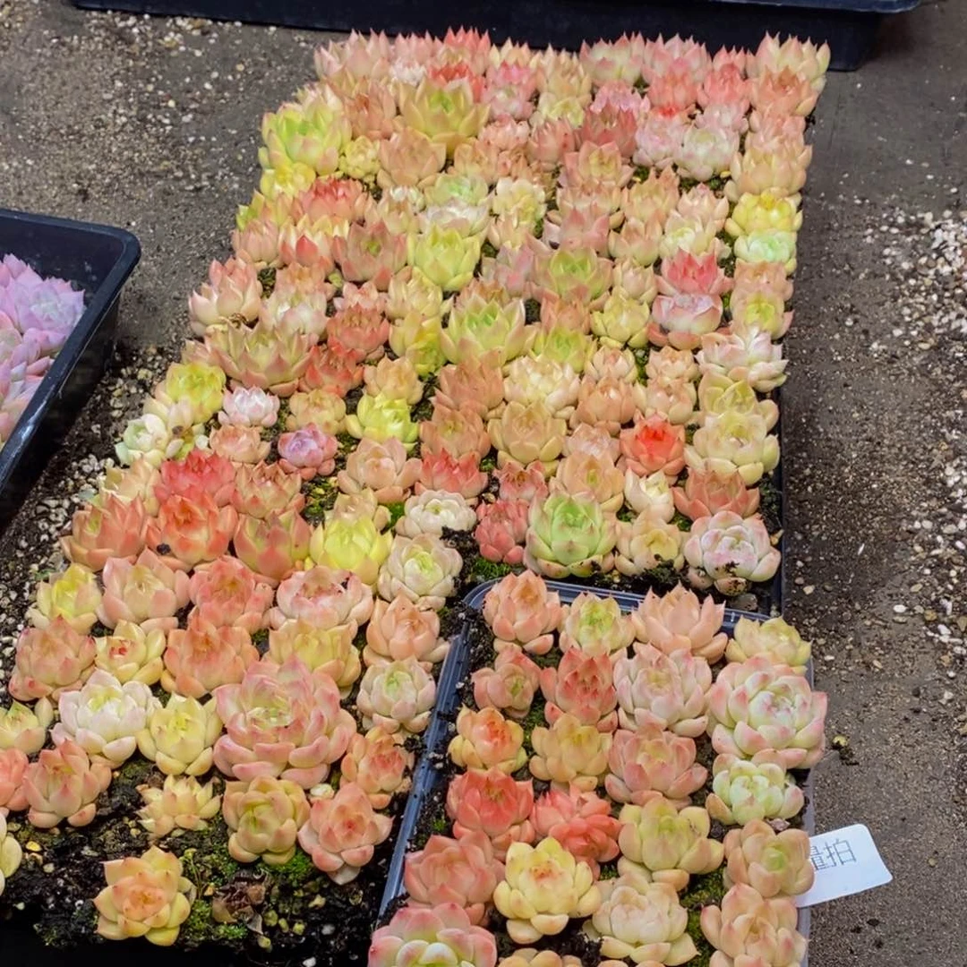 174多肉植物保护研究所所长量拍一盒