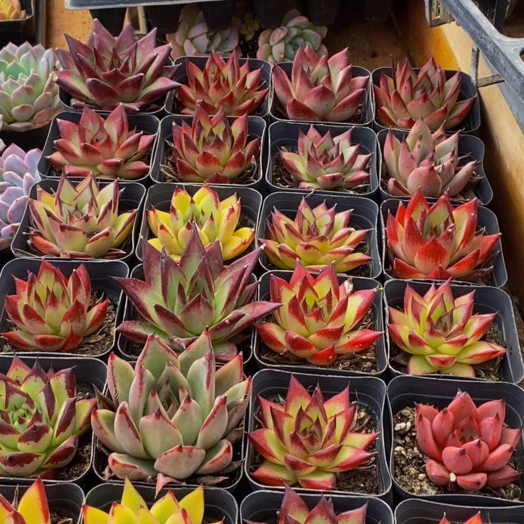 168多肉植物保护研究所所长